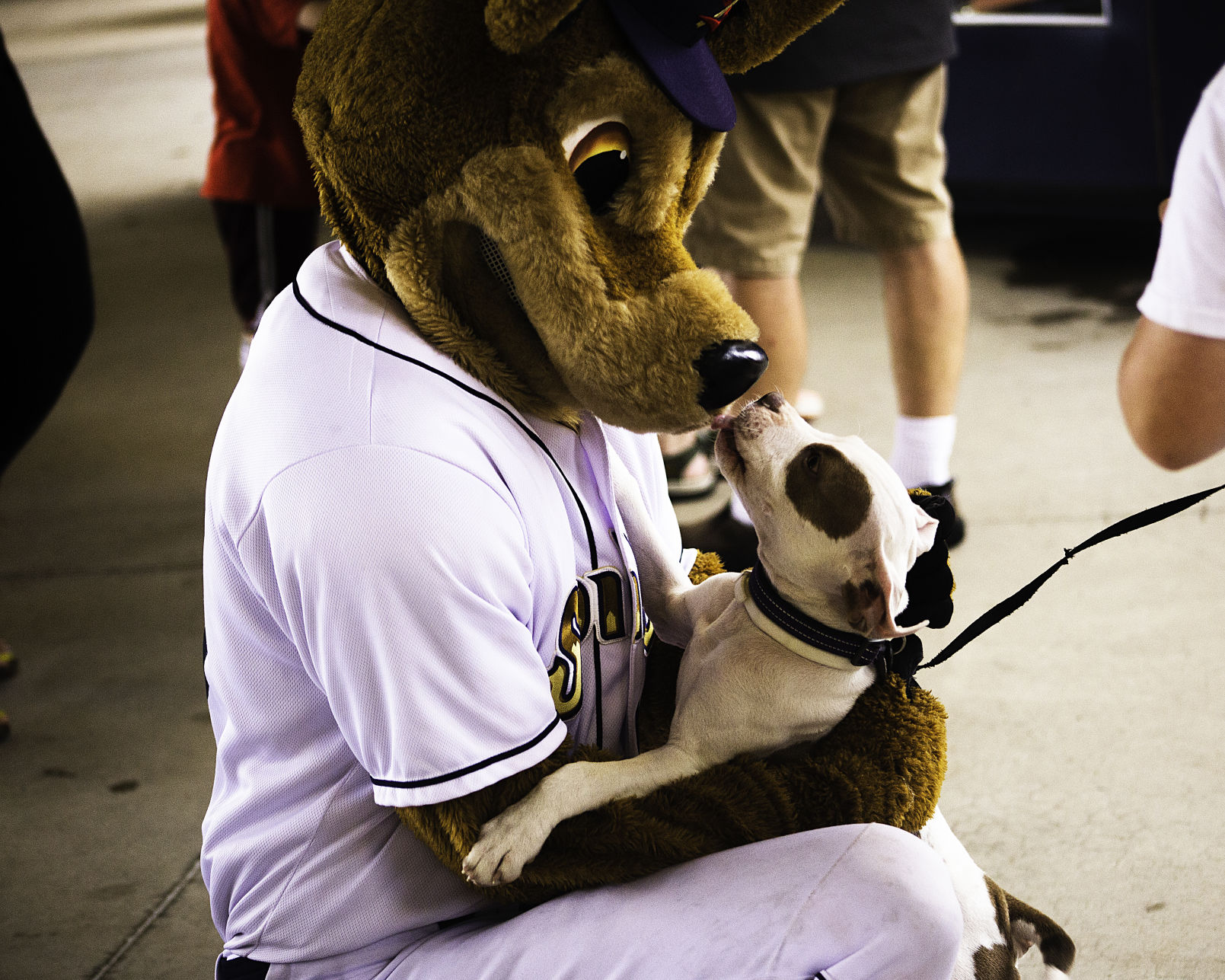 Bark in the Park